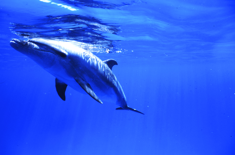 underwater;dolphin;F102 1B 2 DOLPHIN